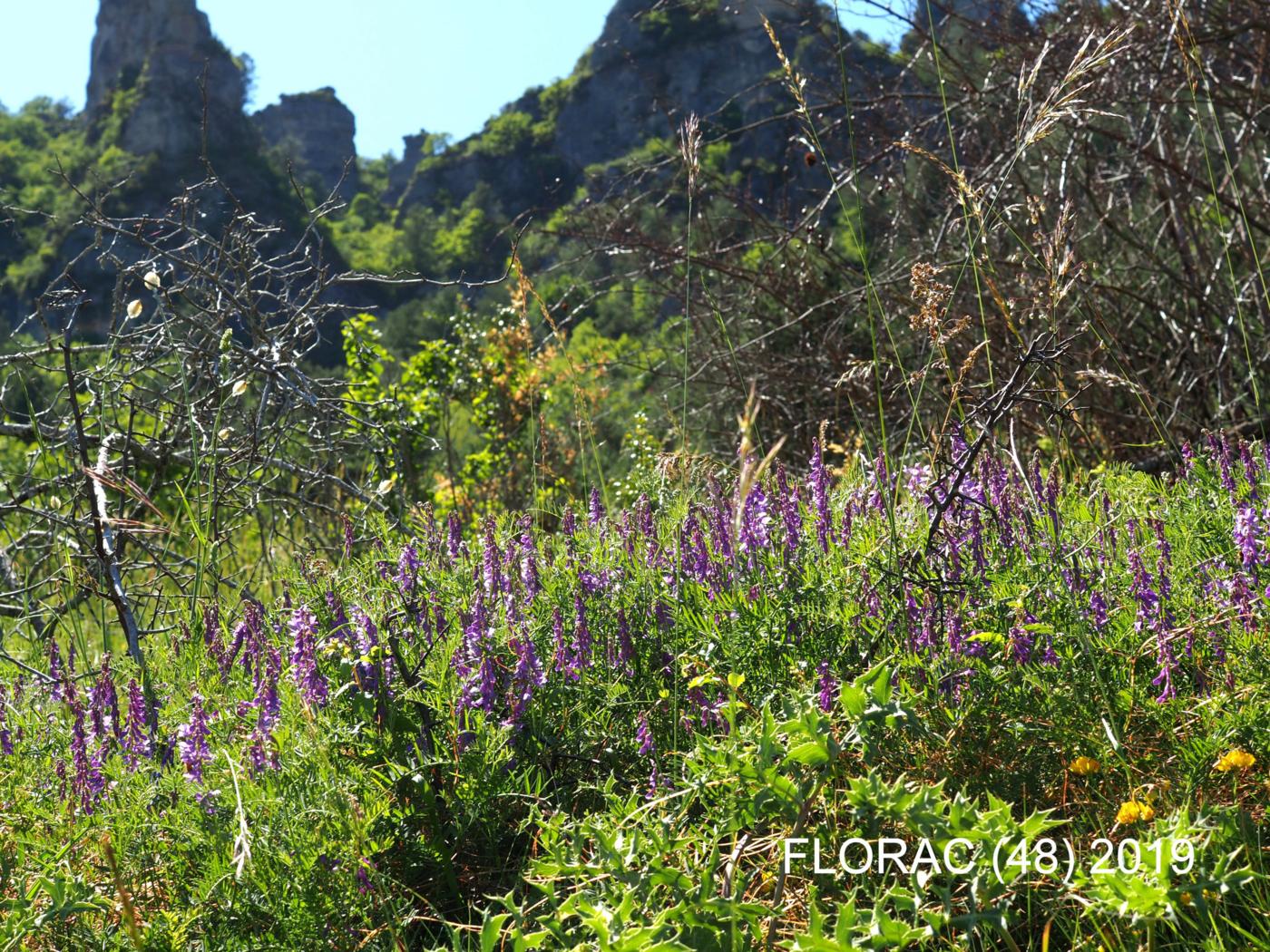 Vetch, Fine-leaved plant